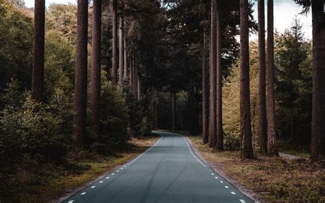 Download Wallpaper 3840x2400 Road Forest Trees Pine Distance 4k