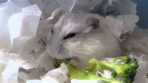 Russian Hamster Enjoying Some Broccoli Winter White Hamster Hamster