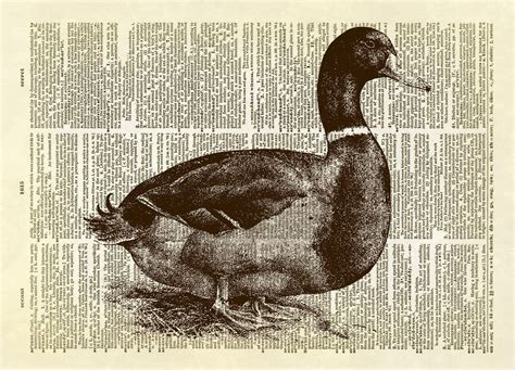 Mallard Duck Dictionary Art Print Dictionary Art Print Dictionary