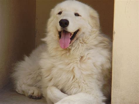 Kuvasz Dog Breed Info Pictures Characteristics And Facts Hepper