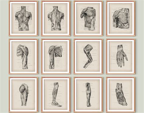 12 Vintage Human Anatomy And Physiology Drawing Medical Art Anatomical