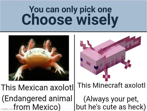 17 Funny Axolotl Memes Kachisidemj