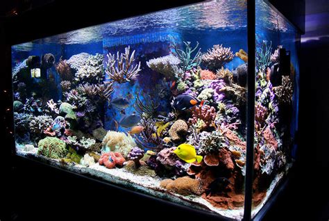 Most Beautiful Reef Tanks All Time