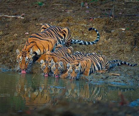 Psbattle A Tigress And Her 3 Cubs Drinking Water Rphotoshopbattles