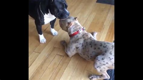 Pitbull Vs Spotted Pitbull Fight Dangerous Dog Fight Pitbull Attack