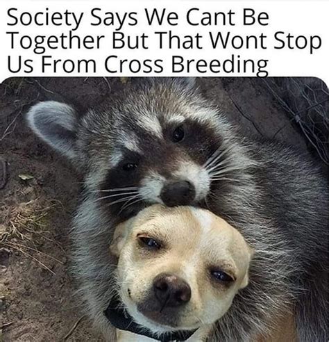 Funny Raccoon Memes That Will Make Your Day Petpress Sexiezpicz Web Porn