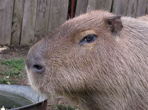 Baby Capybara Capybara Madness