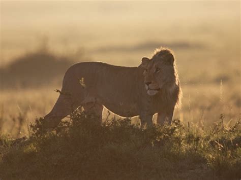 Zambia: Community pressure halts wild animal captures - Africa Feeds