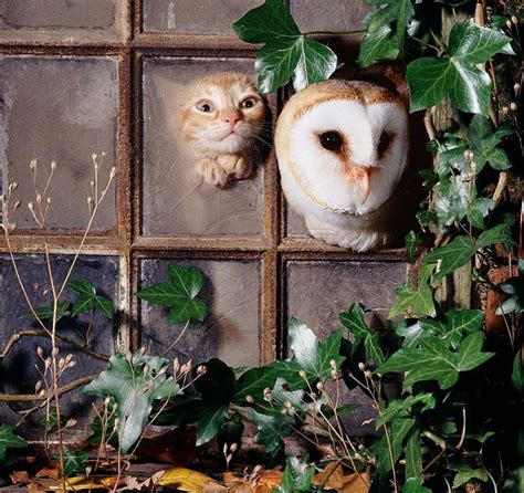 Looking Out Owl Bird Kitty Cats Animals Hd Wallpaper Peakpx