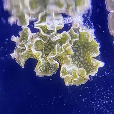 Lettuce Nudibranch