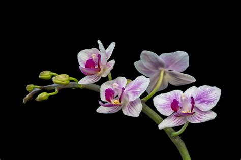 Anne Belmont Photography Photographing Orchids Tips To Create