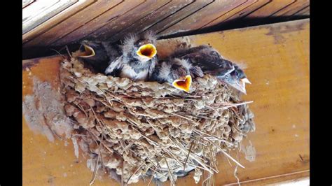 The food has to be low to no fat, low protein, easy to digest such as white bread, white rice, white potatoes, etc. Barn swallows bringing food to the nest with 5 chicks (10 ...