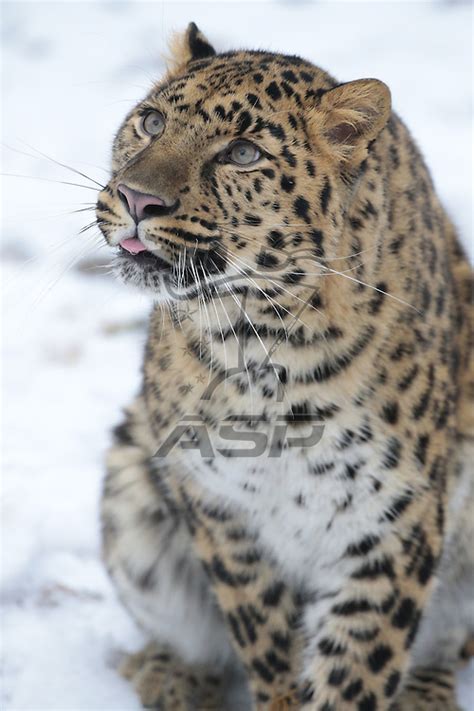 Amur Leopard Stalking Prey Action Sports Photography Inc