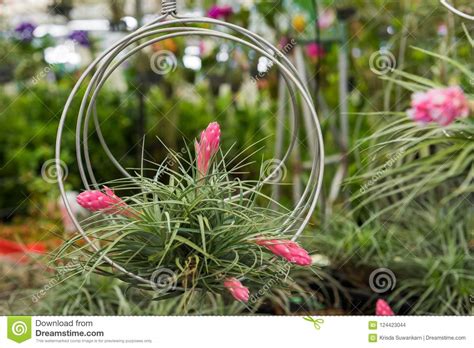 Queste piante che puliscono l'aria danno risultati solo se ne avete diverse, e soprattutto, se le loro foglie sono sempre pulite da depositi di sostanze nocive, per cui è bene lavarle con un panno. La Pianta Di Aria Di Houston Di Tillandsia Fotografia ...