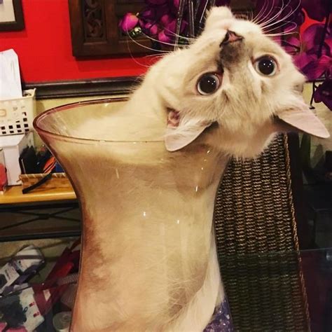 Proof That Cats Are Actually Liquid