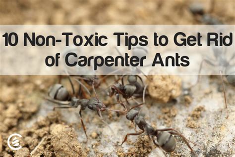 If Youre Seeing Carpenters Crawling Throughout Your Home Or Looking To Prevent An Infestation