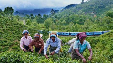 Sri Lankas Tea Plantations The Backdrop To Nostalgic Stay In Haputale