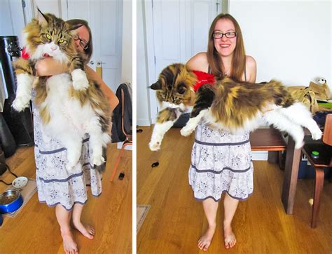 6 Gigantic Cat Breeds We Fell In Love With