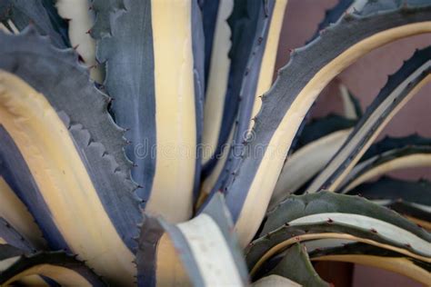 Desert Succulents Of The Kalahari Stock Photo Image Of Plant