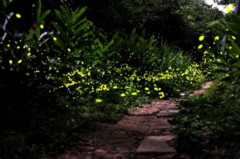 How To Attract Fireflies To Your Backyard Or Garden Phantom Forest Blog
