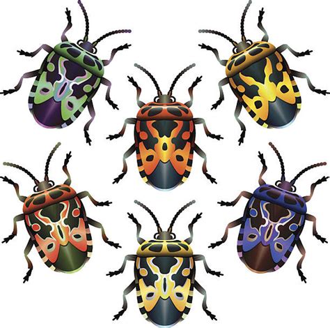 Best Stink Bug Illustrations Royalty Free Vector Graphics And Clip Art