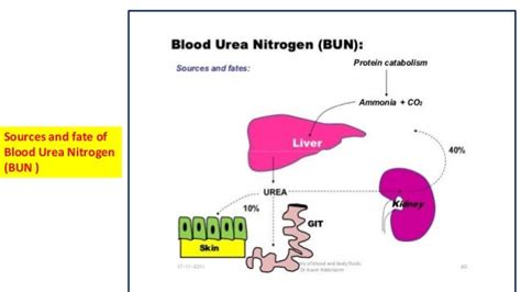 Formation And Clinical Significance Of Urea