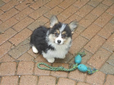 Find 1000s of puppies for sale in usa from trusted breeders. fluffy puppy corgi watsoncorg •