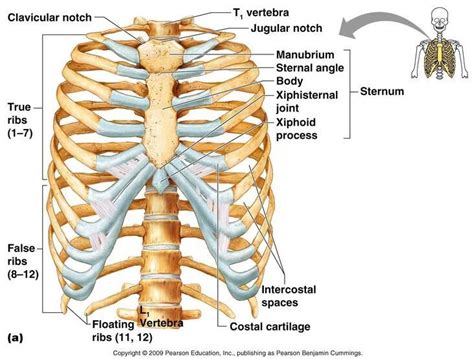 The thoracic cage makes up the skeleton for the thoracic wall, and provides the attachments needed for the muscles of the neck, thorax. Axial skeleton rib cage anatomy - www.anatomynote.com ...
