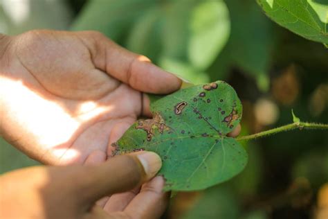 Bacterial Leaf Spot How To Identify And Control This Deadly Plant Disease