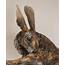 Hare Sculpture £1950 Sold  Nick Mackman Animal