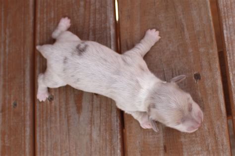 Fendi's puppies born september 11, 2016. Miniature dachshund Puppies for sale Texas Muddy River ...