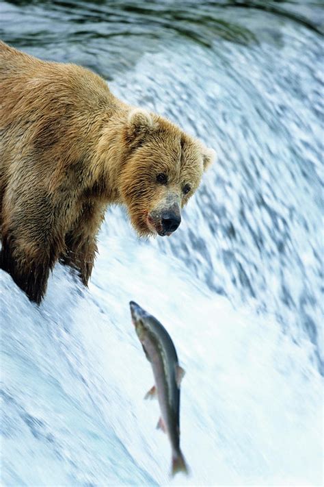 Grizzly Trying To Catch Salmon Ursus Arctors Brooks River Katmai
