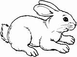 Rabbit Coloring Cute Bunny Drawing Sheet Animal Template Animals Wildlife Kaninchen Drawings Ausmalen Coniglio Di Un Zum sketch template