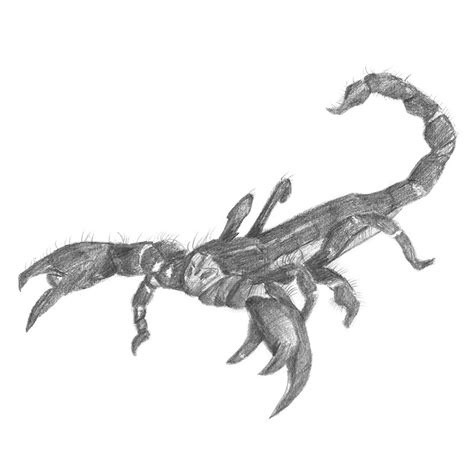 Emperor Scorpion Pencil Drawing How To Sketch Emperor Scorpion Using