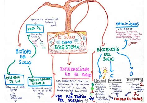 Mapa Conceptual De Ecosistema Terrestre The Latest Mapa Mentos My XXX Hot Girl