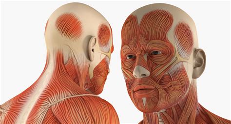 High Quality 3d Models Since 2011 Male Anatomy Muscular System 3d Model