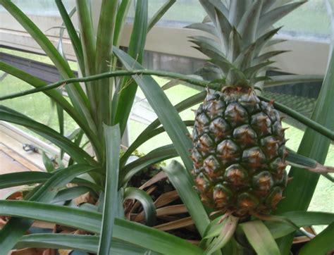Extra Credit Gardening Growing Pineapples In Minnesota Simple Good And Tasty