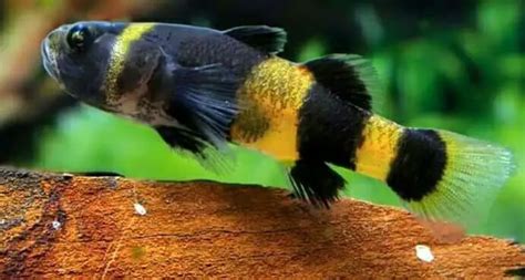 Bumblebee Goby Tank Mates Care Diet And Breeding