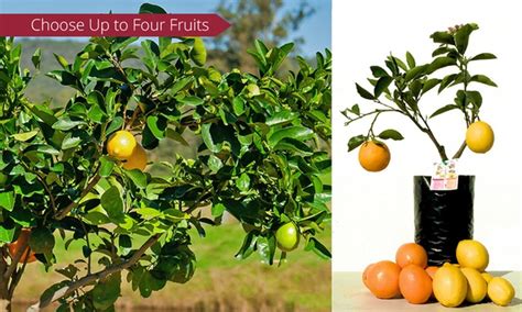 Multi Grafted Fruit Trees Groupon Goods
