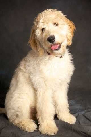 Our adoption counselors are trained to help make the best match for you and can answer and questions you may have. Goldendoodle puppies in San Diego FOR SALE ADOPTION from ...