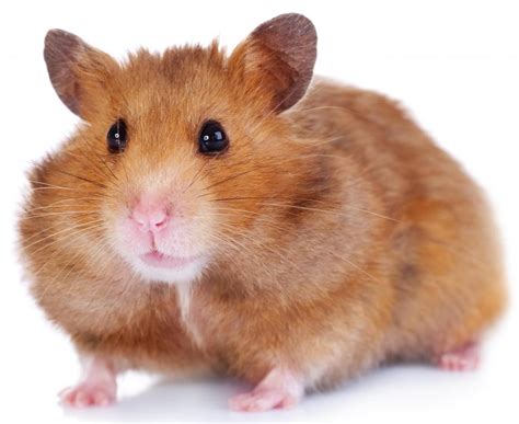 What Are The Different Hamster Breeds With Pictures