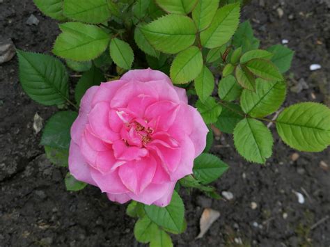 Free Picture Ground Roses Rose Plant Pink Nature Flower Petal