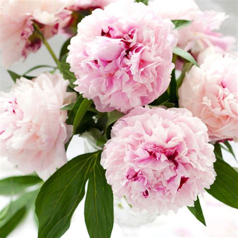 Crafter Peonies Pink Peonies Flowers