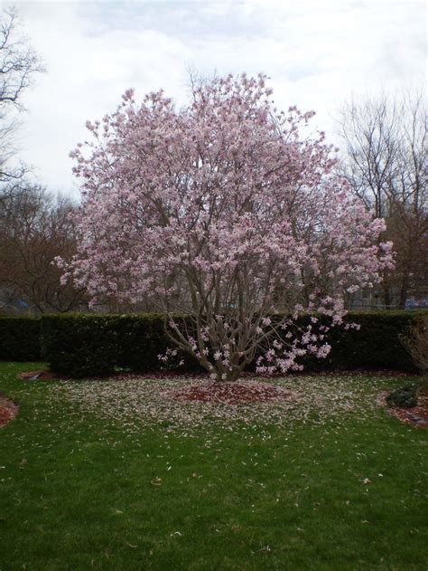 Massachusetts In April Has These Amazing Purple Apple Blossom Trees It