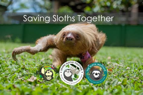 Saving Sloths Together Program Sloth Sloth Rescue Saving