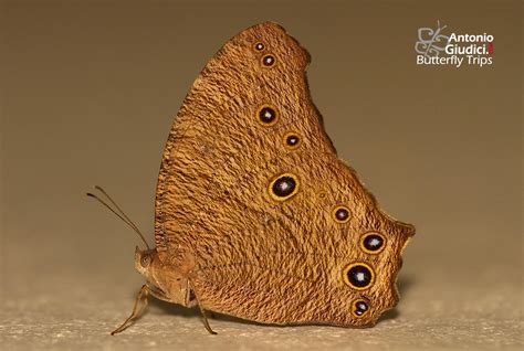Melanitis Leda Thai Butterfly Trips