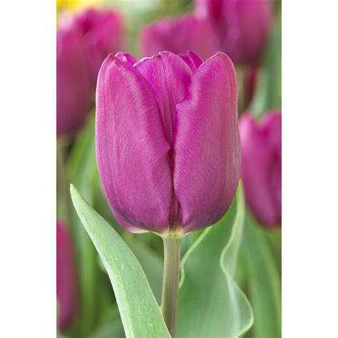 10 Count Tulip Purple Prince Bulbs At