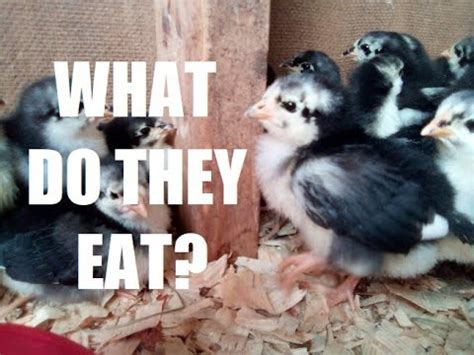 What Do Baby Chickens EAT Feeding Chicks For Beginners YouTube