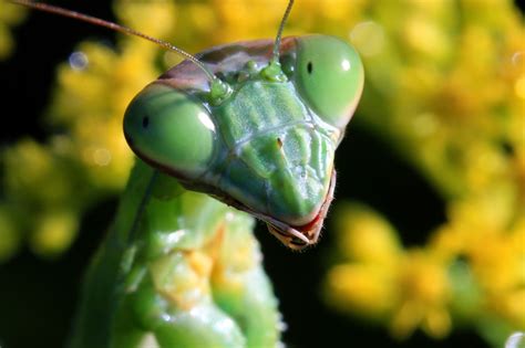 Praying Mantis Eating Male Head Wallpapers Gallery