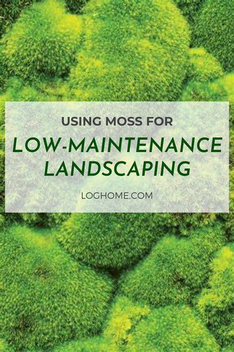 Moss Landscaping How To Create A Garden Of Moss Low Maintenance